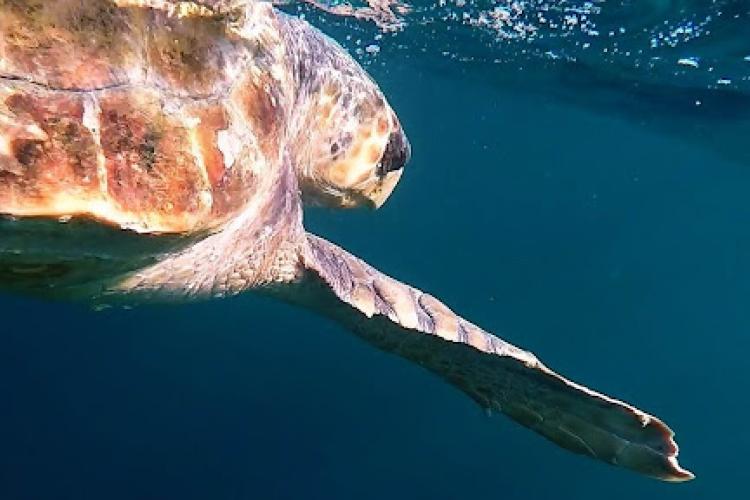 Loggerhead sea turtle swimming in the ocean