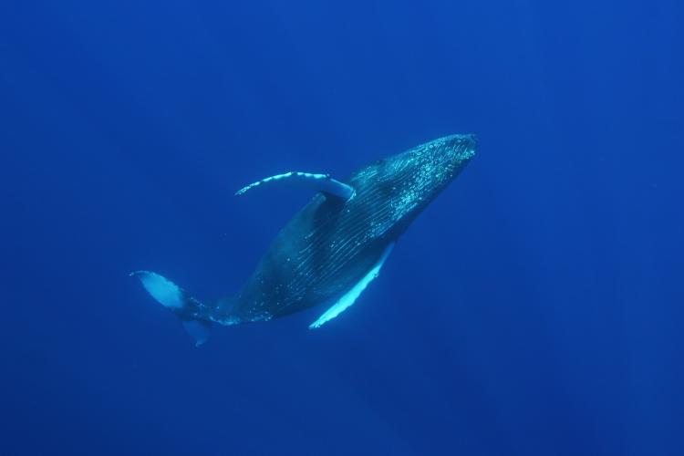 A humpback whale swims in deep blue water.