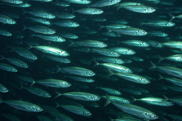 1280x800-Coastal-Pelagics_Pacific-mackerel-at-Tanner-Bank_SWFSC_SWFSC.jpg
