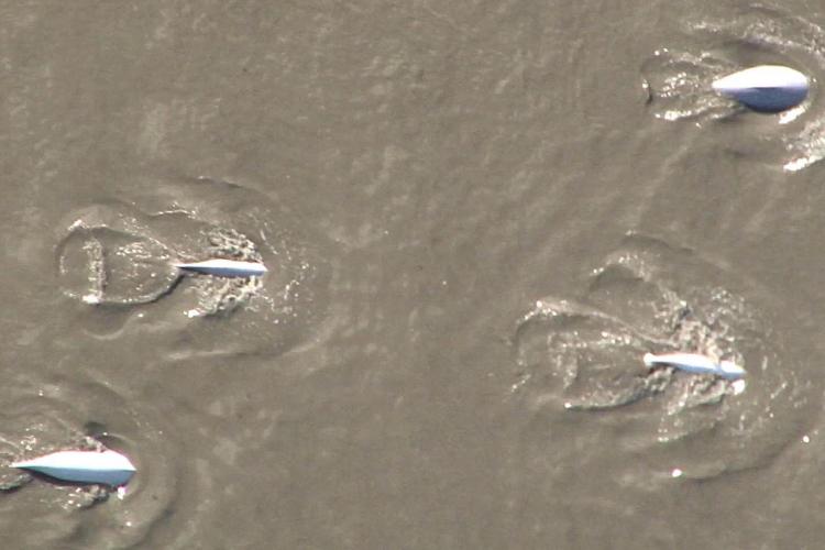 beluga whales seen from the air in Cook Inlet