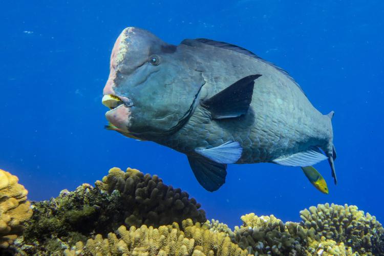Bumphead parrotfish swimming over coral. 