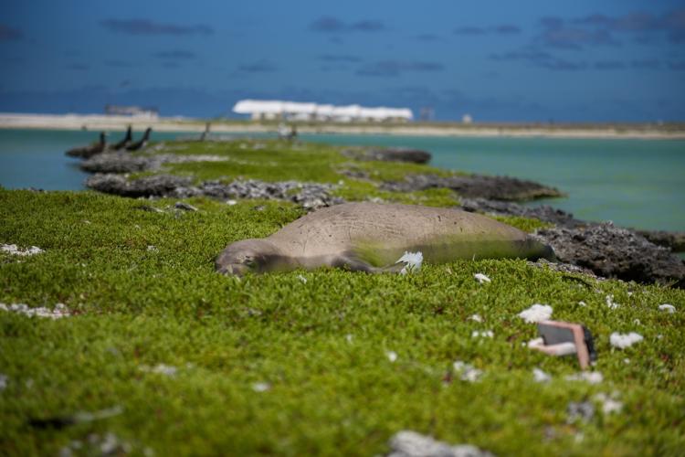 A monk seal rests on foliage-covered rocky shoreline with camp tents in the background. 