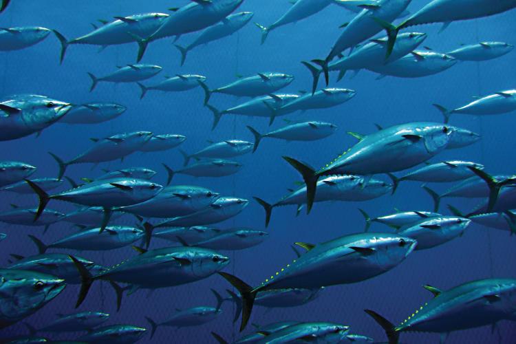 2400x1800-tunas-shutterstock-sf.jpg