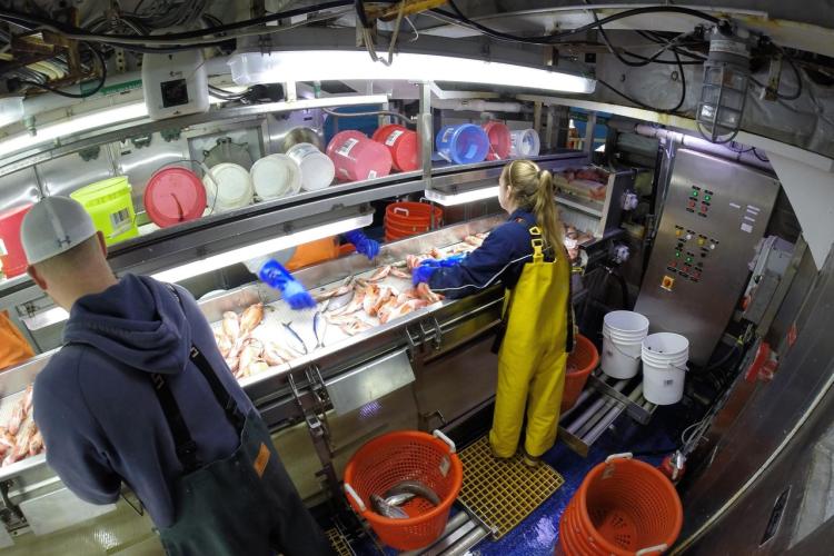 Two scientist sorting fish during a survey.  Buckets and baskets available to hold catch.