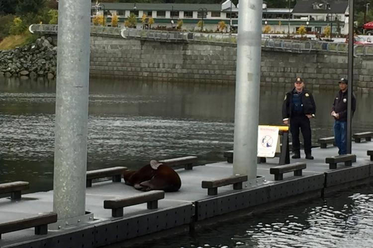 NOAA Enforcement Officer and the Auke Bay Harbormaster stand watch over a California sea lion on a dock