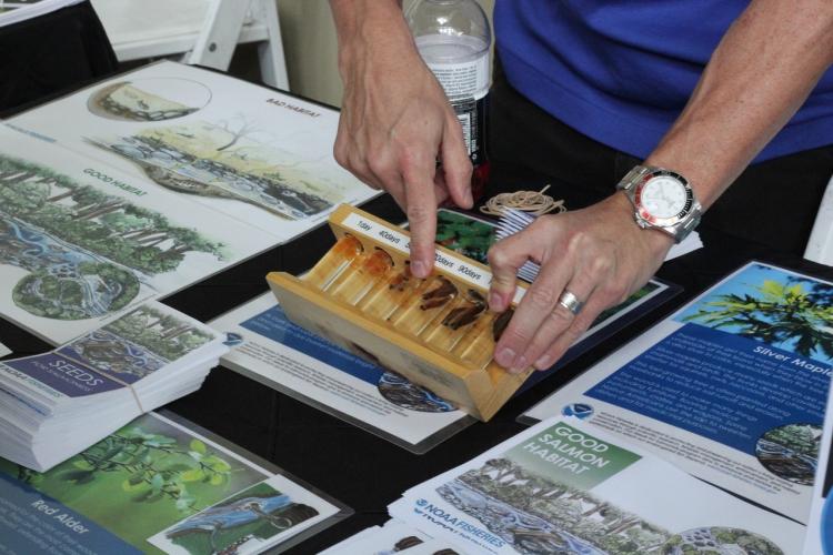 Display showing stage of the salmon lifecycle