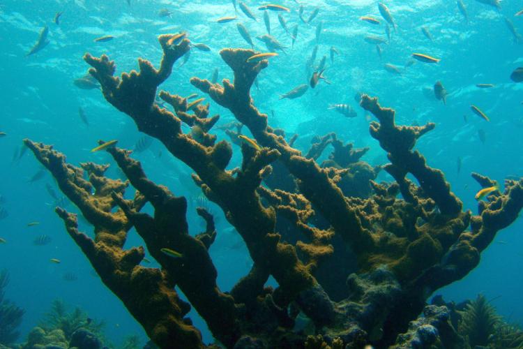 3702x2304_Elkhorn_coral.jpg