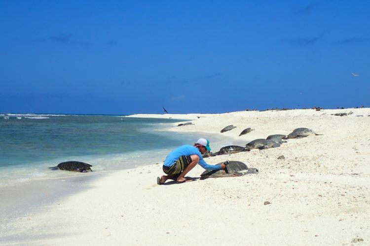 4608x2592-Researcher on East Island, Northwest Hawaiian Islands.jpg