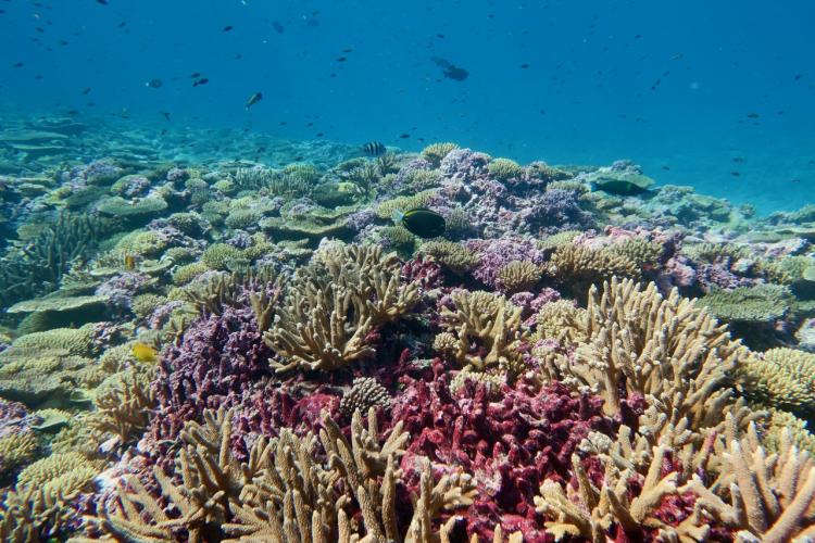 Corals thrive and support a wide diversity of reef fish in the sunny, shallow water at Baker reef. 