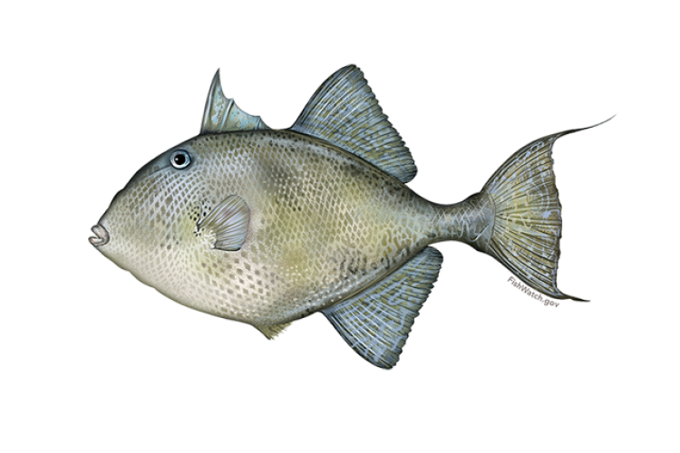 640x427-gray-triggerfish.png
