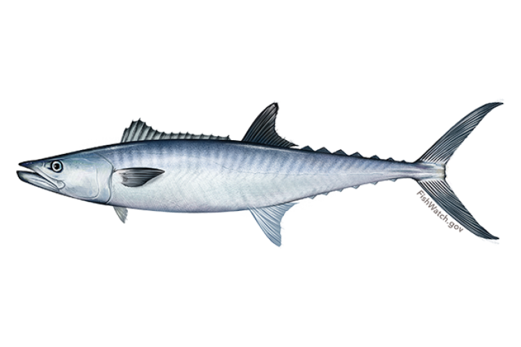 640x427-king-mackerel.png