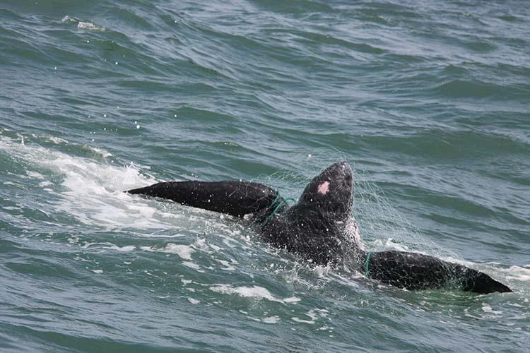 750 x 500_Riverhead_Dc_gillnet.jpg