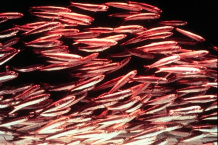 School of many anchovy backlit in red and white light.