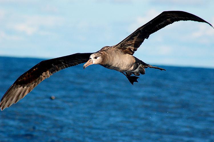 A black footed albatross with its wings extended in flight, as it flies over the ocean.