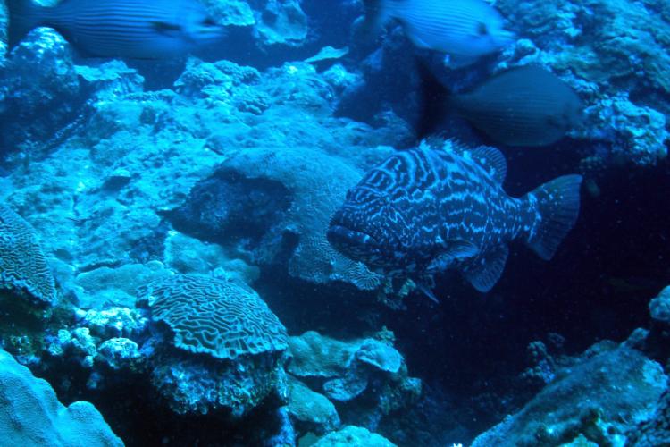 Black grouper fish swimming among other fish and coral in a big, blue-lit enclosure. 