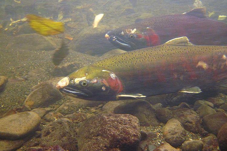 Coho salmon swimming under water