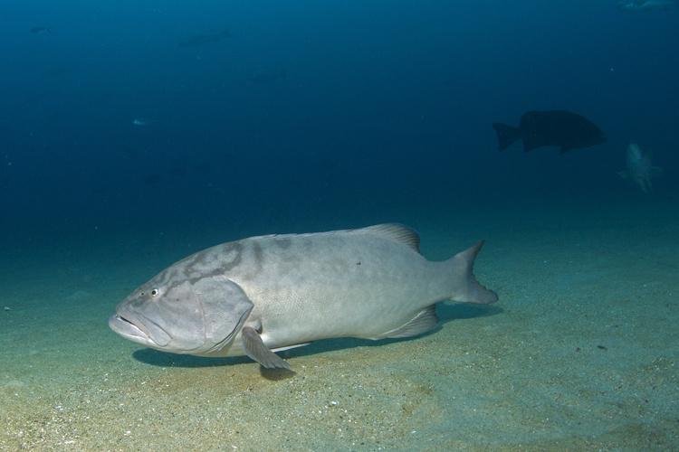 Photo showing side profile of gray gulf grouper fish at the ocean bottom. Silhouette of another fish can see seen in the background to the right.