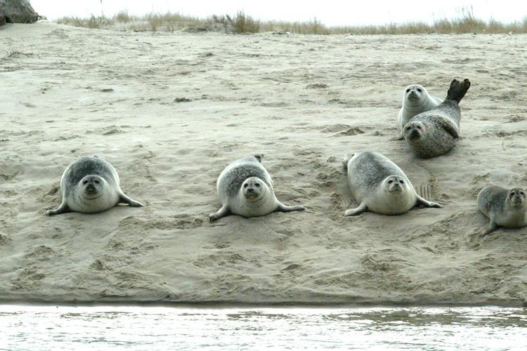 750x500-harbor-seal.jpg