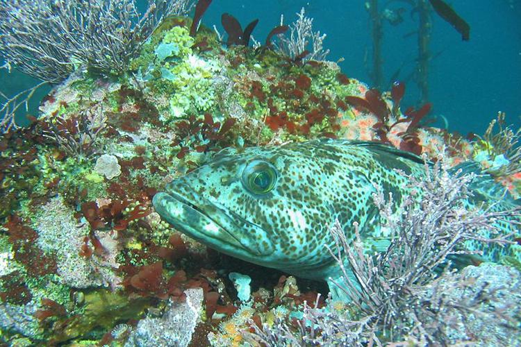 750x500-lingcod-sf.jpg