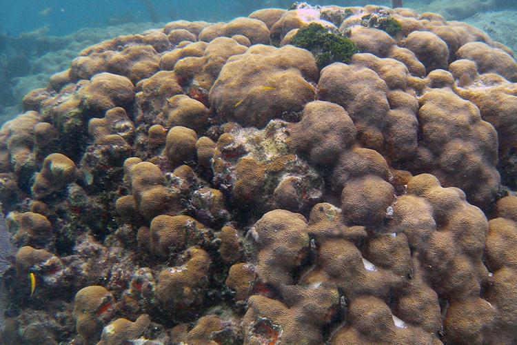 Close-up photo of lobed star coral showing tan brown lobes and bumps.