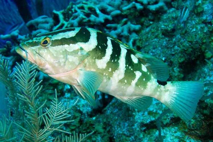 Close up side profile photo of Nassau grouper fish with some coral in the background.