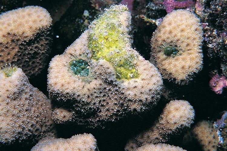 Overhead photo of tan, pale brown Pavona diffluens coral colony.