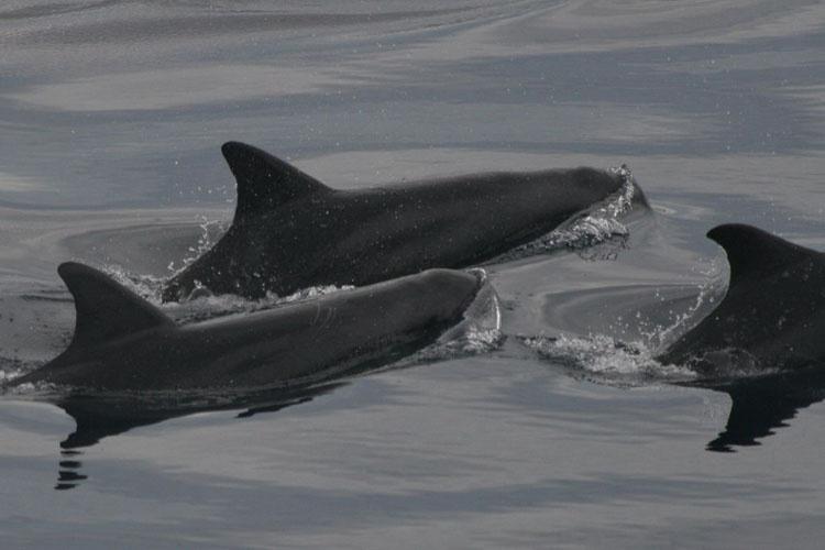 750x500-pygmy-killer-whale.jpg