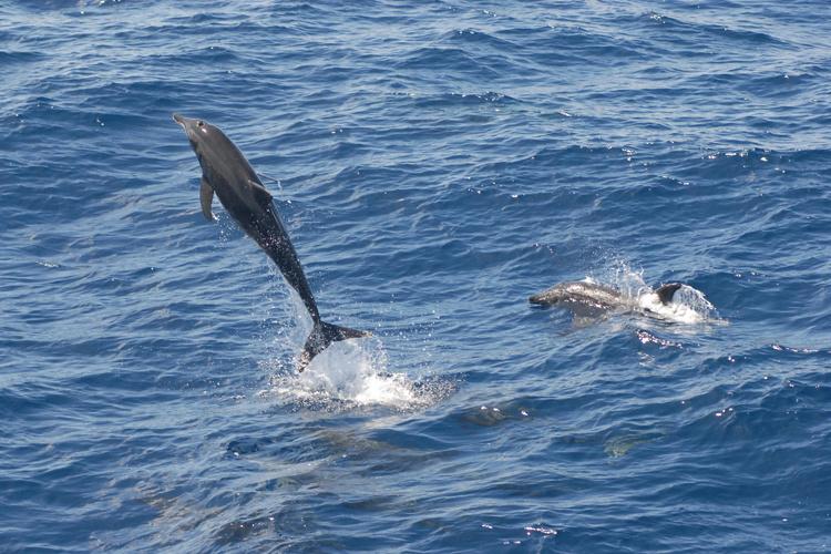 Action shot of a group of rough-toothed dolphin. One dolphin is jumping out of the water with its whole body visible.