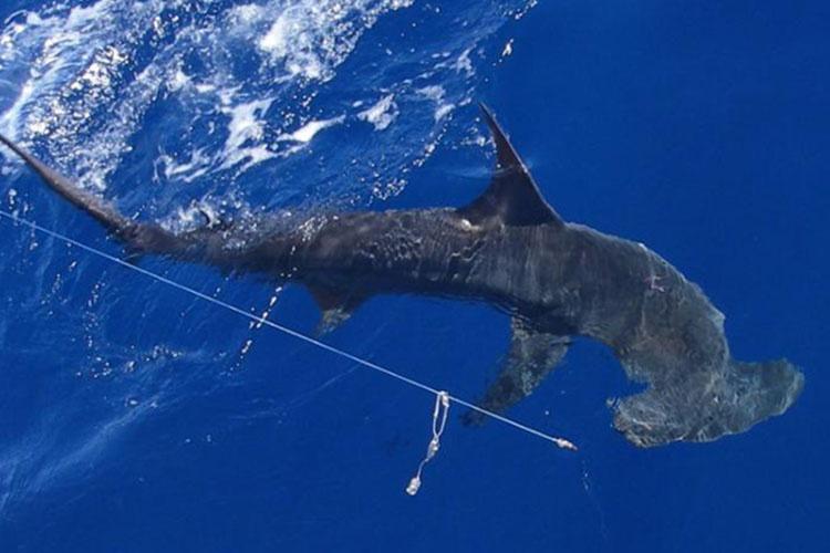 750x500-scalloped-hammerhead.jpg