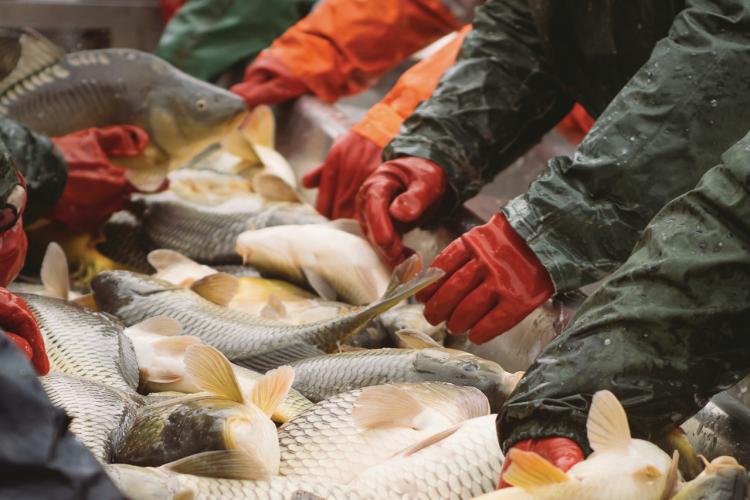 750x500-seafood-processing-line-SI.jpg