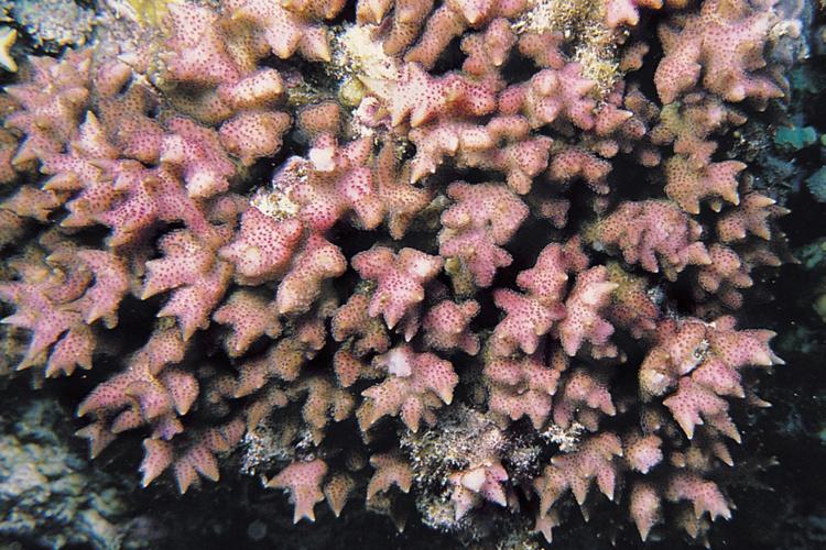 Close-up photo of Seriatopora aculeata coral showing pink and cream coloring. Branches are chunky and pointy.