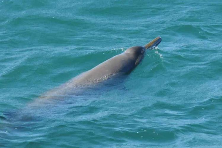 Photo taken from behind showing a Sowerby's beaked whale peaking out of blue-green water. 