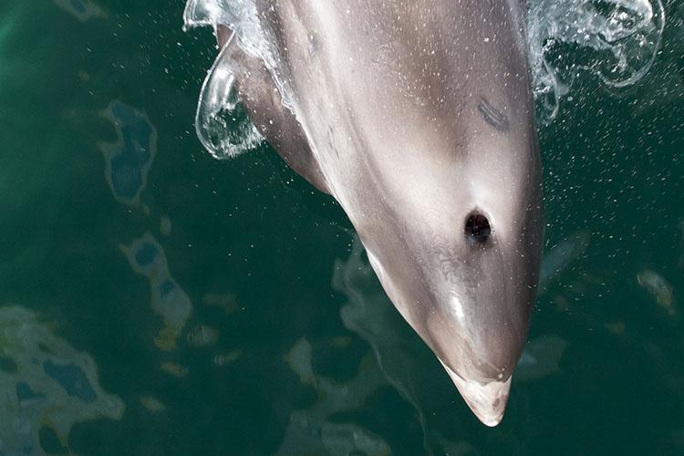 Top view looking down at the front part of a white-beaked dolphin including its blowhole and beak.