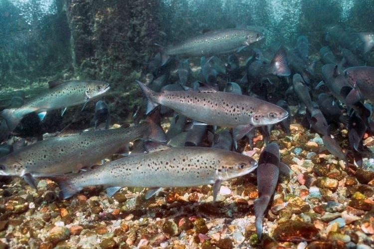 Multiple spotted Atlantic salmon fish swim above rocky floor.