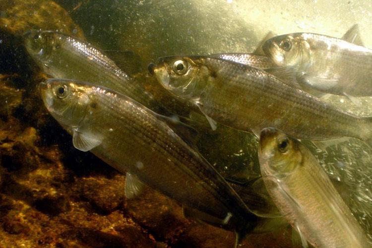 Small stripped fish in school against rocky bottom.