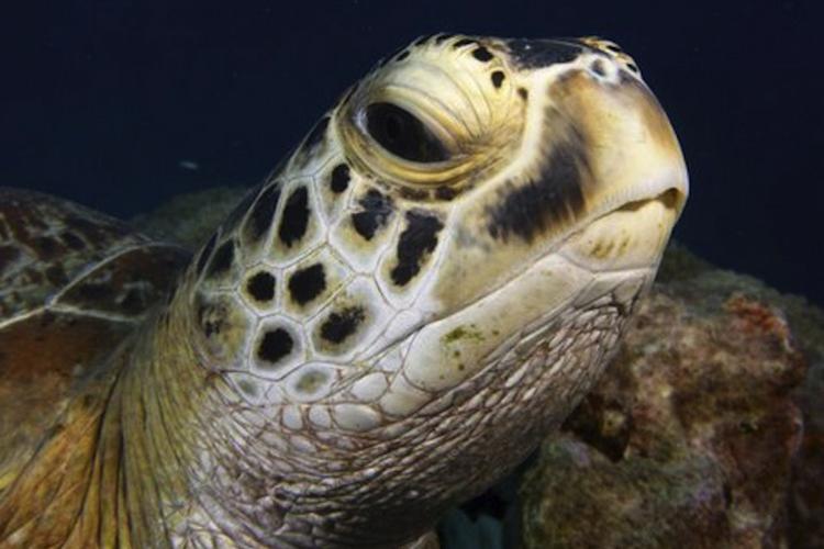750x561-GreenTurtle-SWFSC-MMTD_0.jpg
