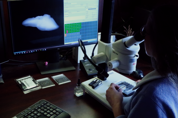Otolith aging, using microscop and large monitors.