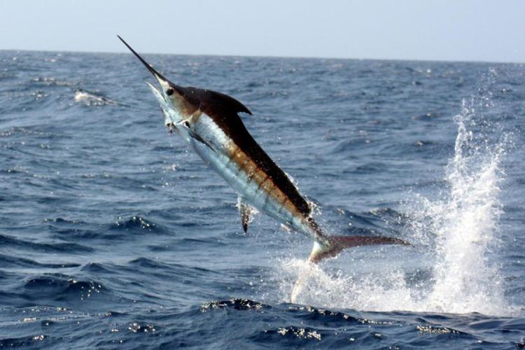 Pacific blue marlin fish jumping out of ocean water showing its long, spear-shaped upper jaw/bill.