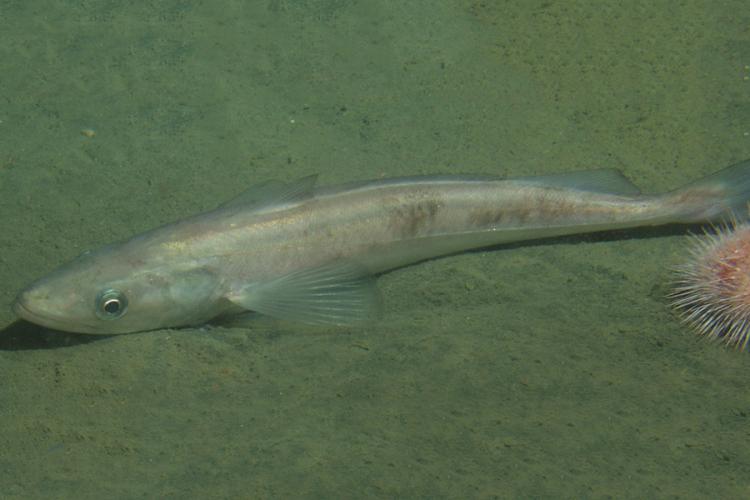 Long, narrow, silvery Pacific whiting fish on sandy ocean floor.