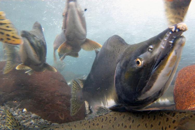 A cluster of pink salmon underwater
