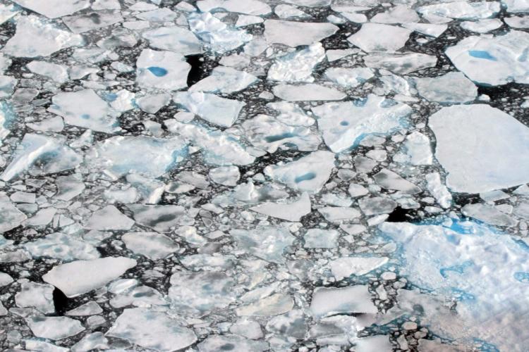 Aerial_Surveys_of_Arctic_Marine_Mammals-2018 (3).jpg