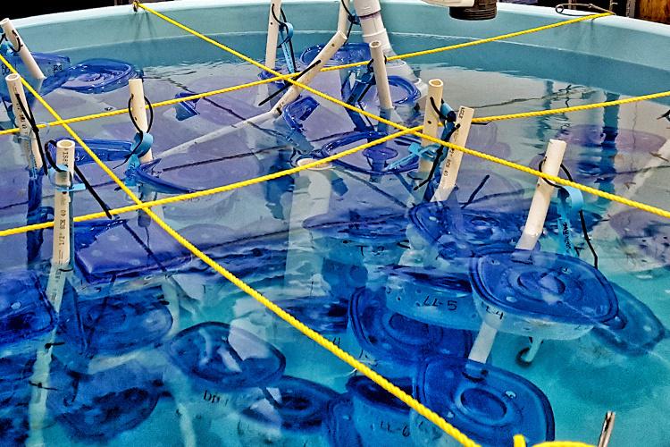 Small pool filled with plastic containers with blue tops