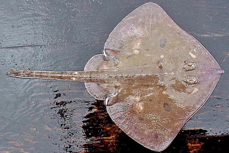 Brown skate on wet wood deck of a boat