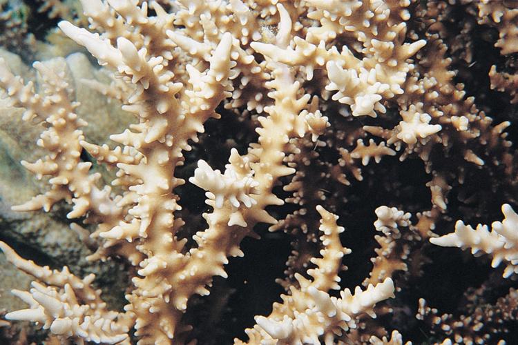 Close-up photo of Anacropora spinosa coral with tree-like branches.