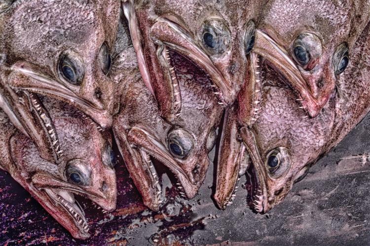 Close-up of six arrowtooth flounder flatfish heads with big eyes and mouths open to show sharp teeth.