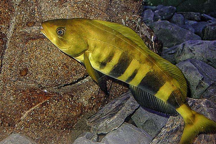 Yellow fish swimming near the ocean floor 