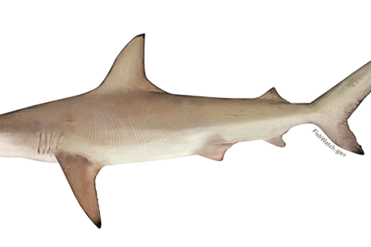 atlantic_blacktip_shark.png