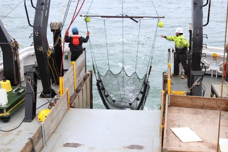 benthic trawl in Chukchi.jpg