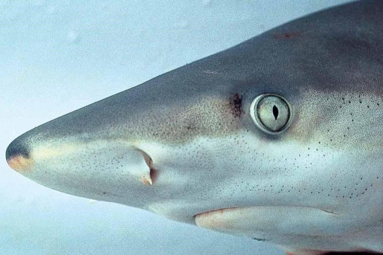 blacknose shark.jpg