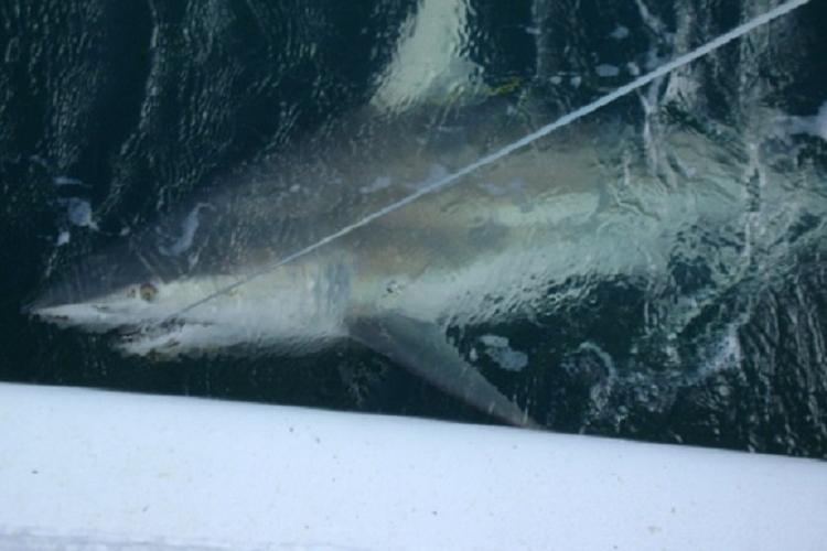 blacktip_shark_rc_noaa.jpg